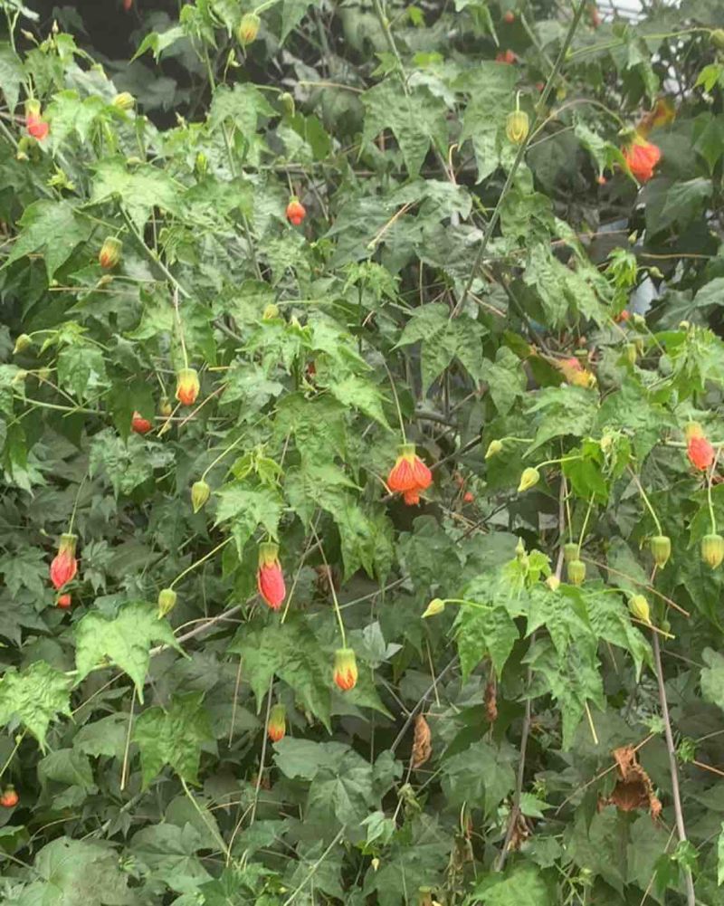 灯笼花，木槿，小菊花暖棚大量上市