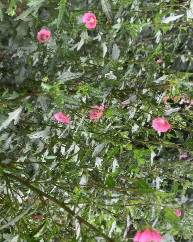 灯笼花，木槿，小菊花暖棚大量上市