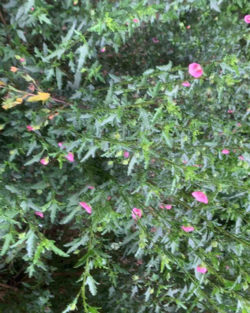 灯笼花，木槿，小菊花暖棚大量上市