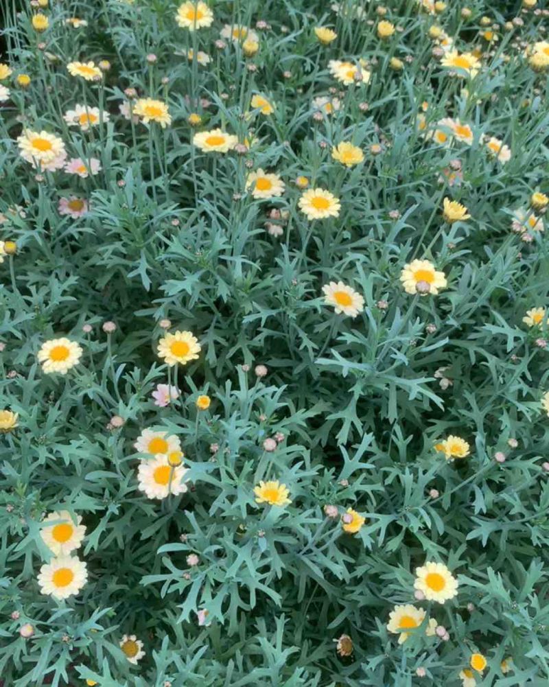 灯笼花，木槿，小菊花暖棚大量上市