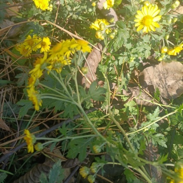 野菊花