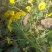野菊花