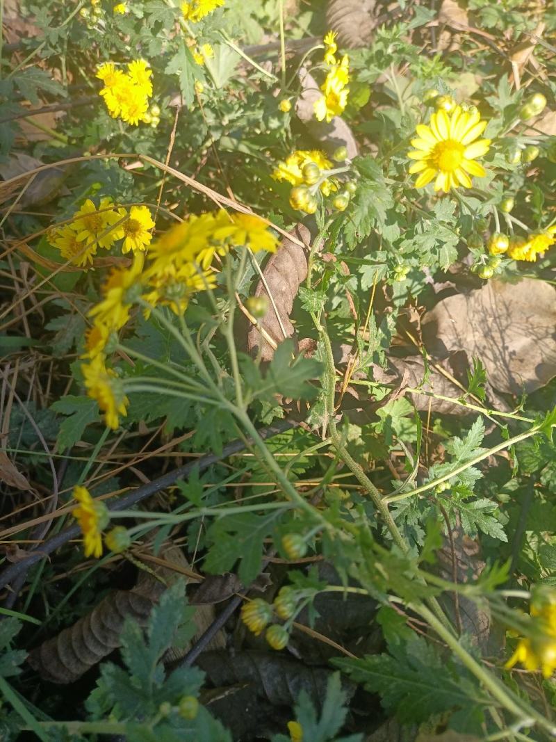野菊花