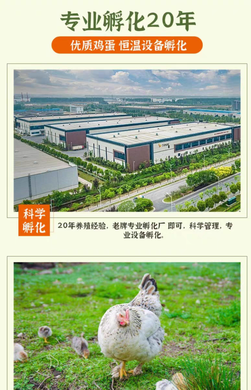 芦花鸡苗诚信商家货到满意后付款包防疫包运输满千送百