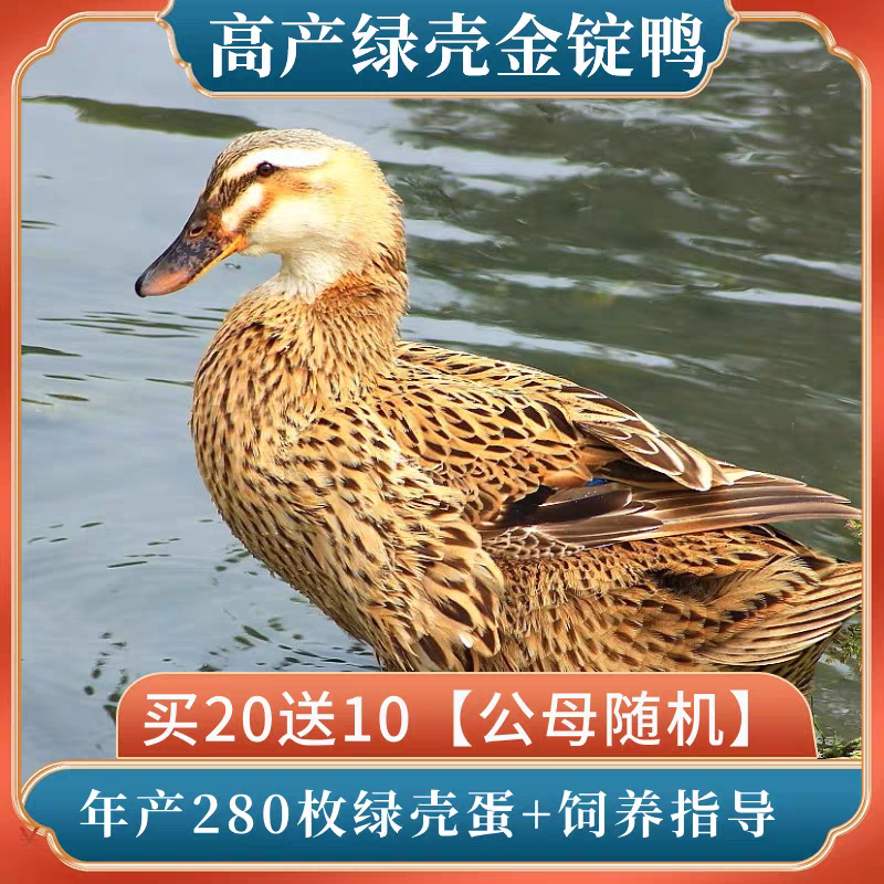 金锭鸭苗诚信商家货到满意后付款包防疫包运输满千送百