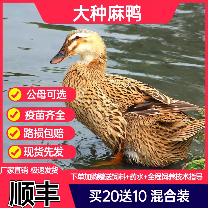 麻鸭苗诚信商家货到满意后付款包防疫包运输满千送百
