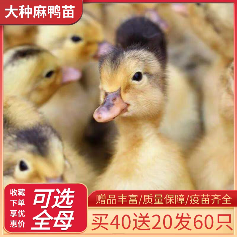 麻鸭苗诚信商家货到满意后付款包防疫包运输满千送百