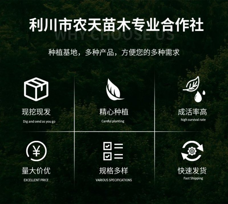 山桐子小苗毛叶山桐子地苗杯苗一年苗