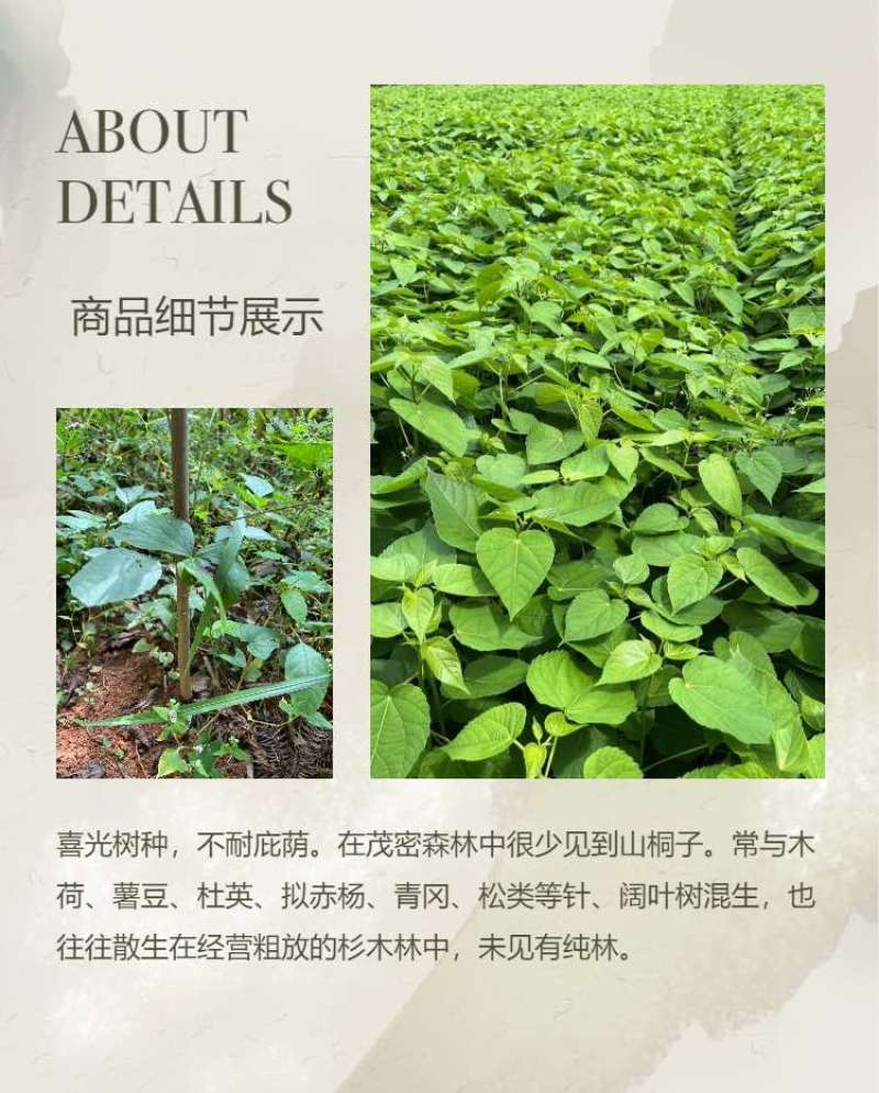 山桐子小苗毛叶山桐子地苗杯苗一年苗
