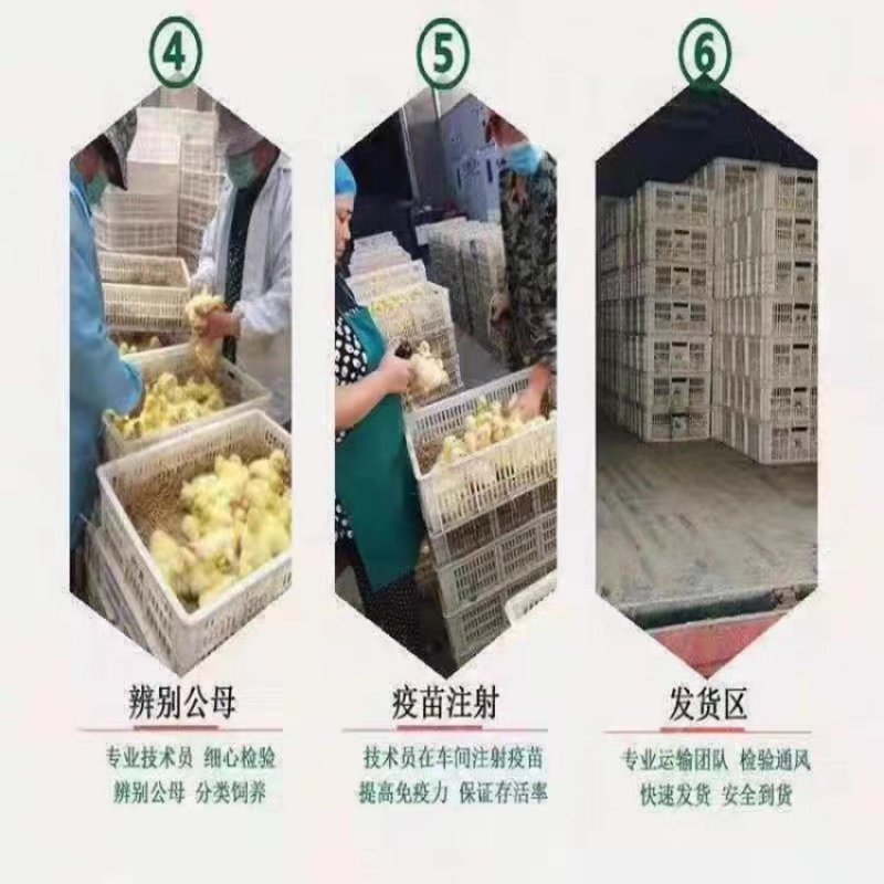 番鸭苗诚信商家货到满意后付款包防疫包运输满千送百