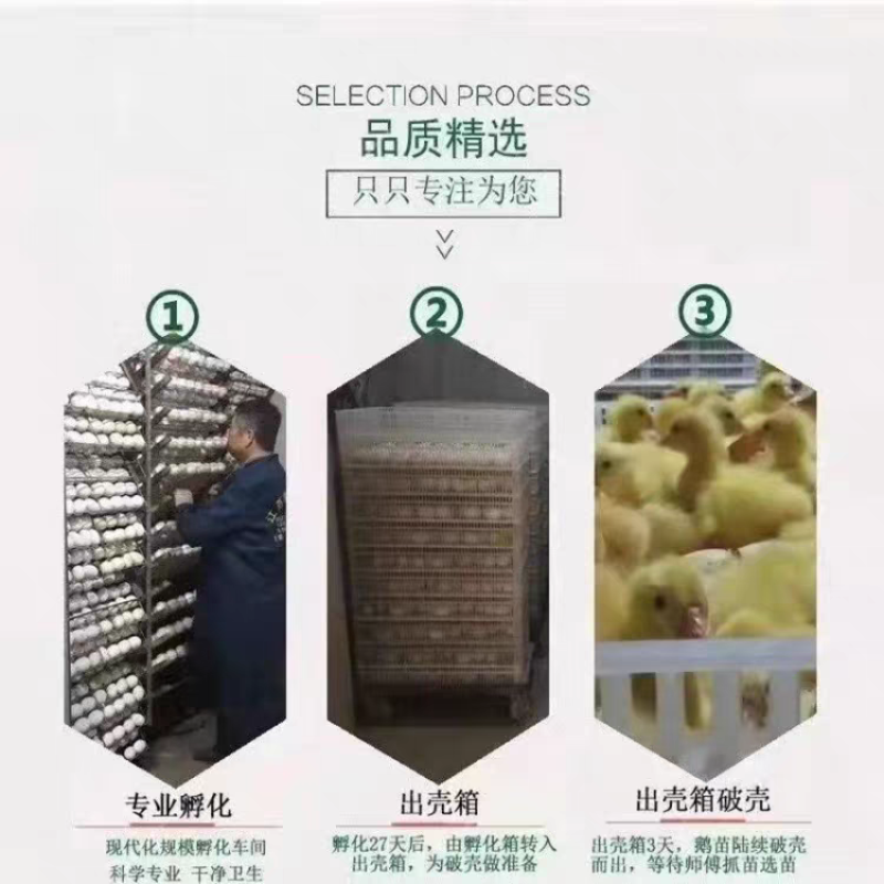 番鸭苗诚信商家货到满意后付款包防疫包运输满千送百