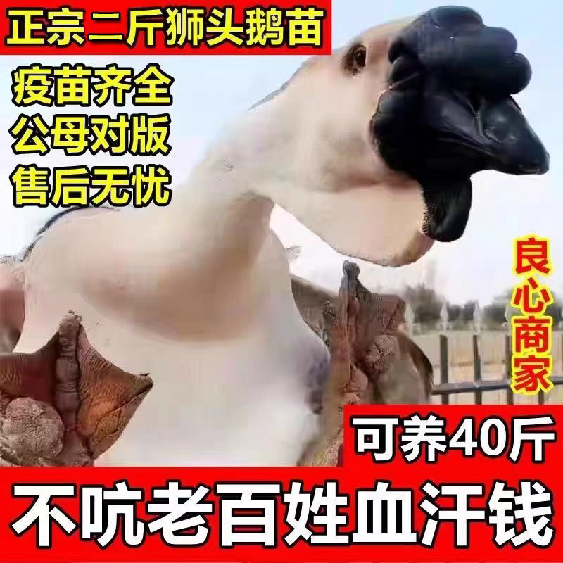 狮头鹅苗诚信商家货到满意后付款包防疫包运输满千送百