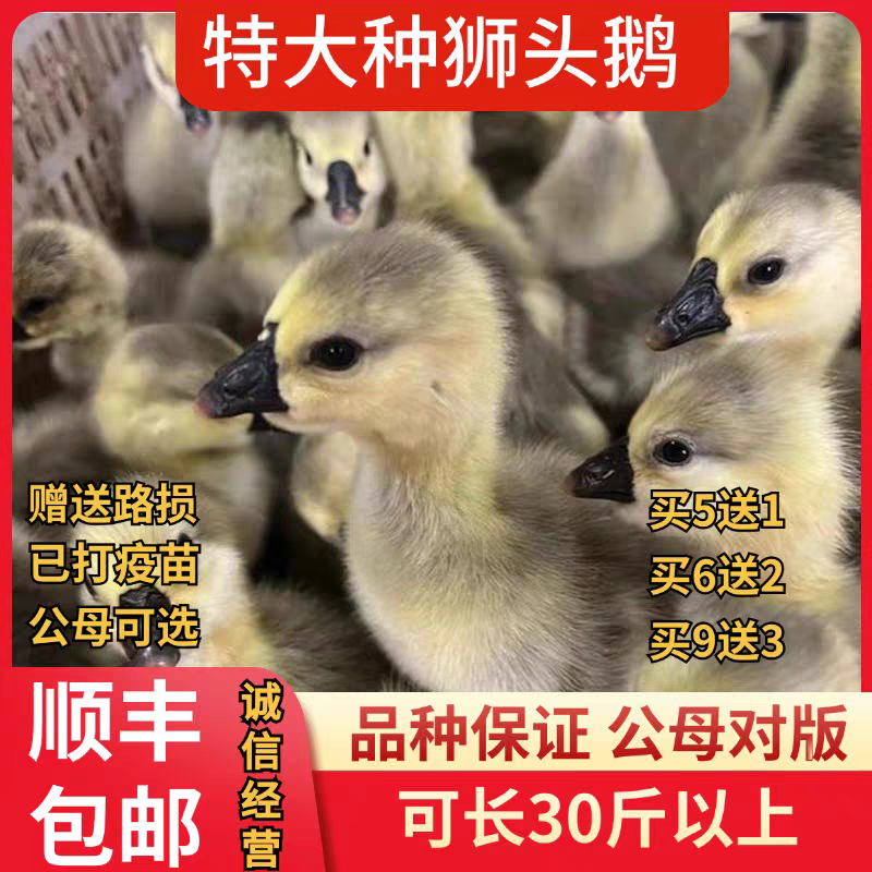 狮头鹅苗诚信商家货到满意后付款包防疫包运输满千送百