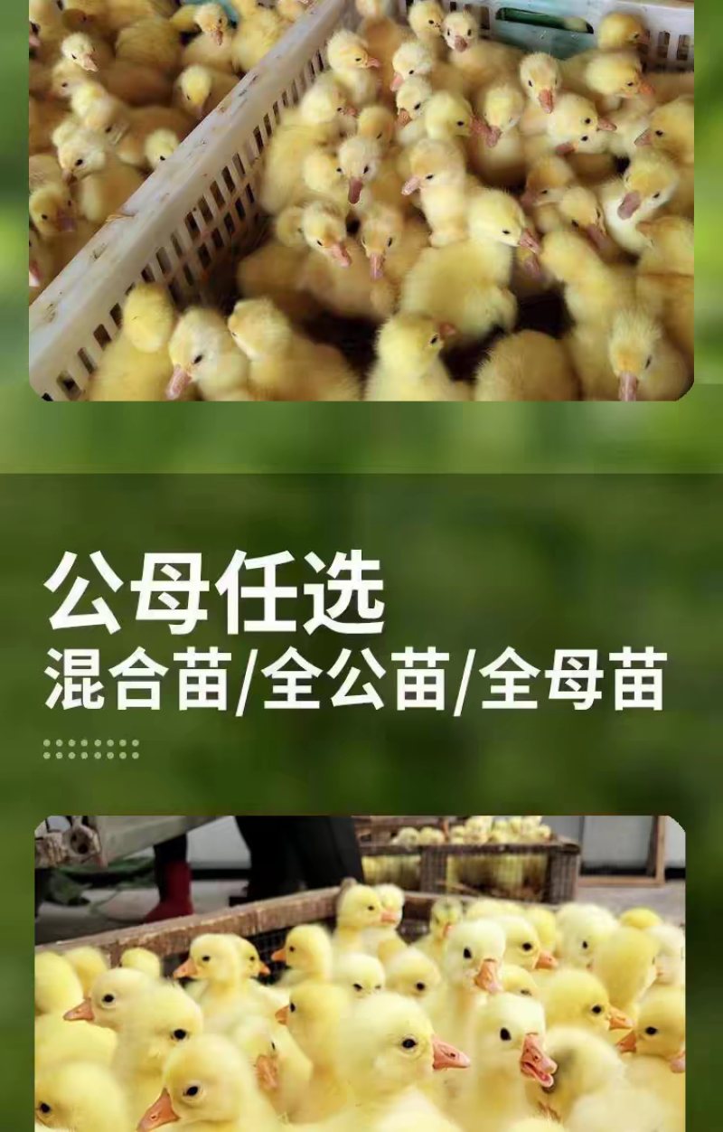 三花鹅苗诚信商家货到满意后付款包防疫包运输满千送百
