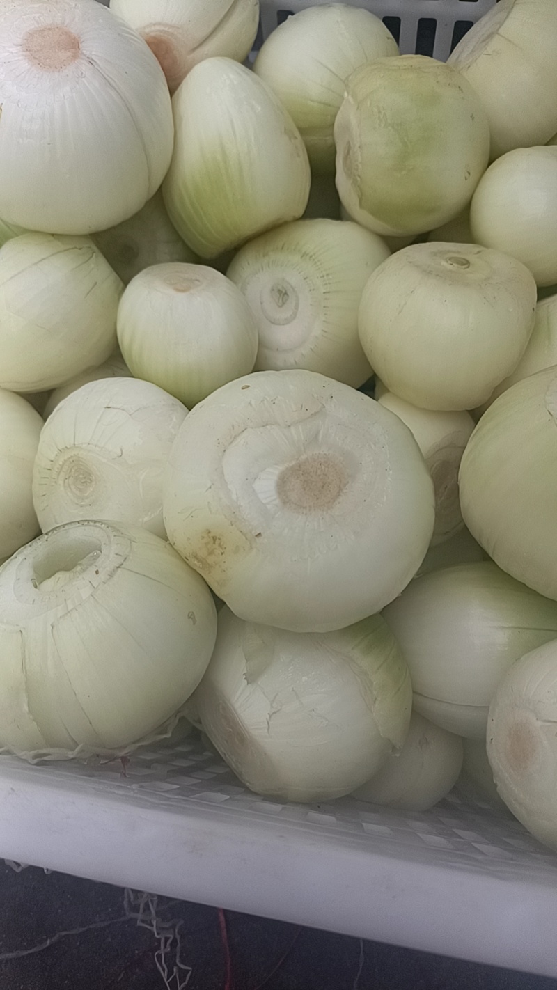 洋葱白球