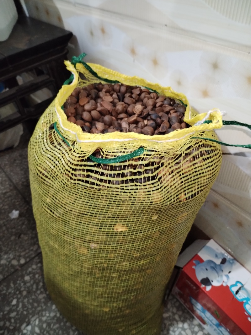 油茶果