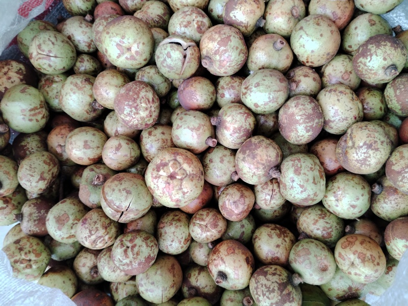 油茶果
