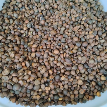 油茶果