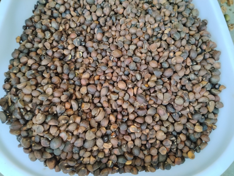 油茶果