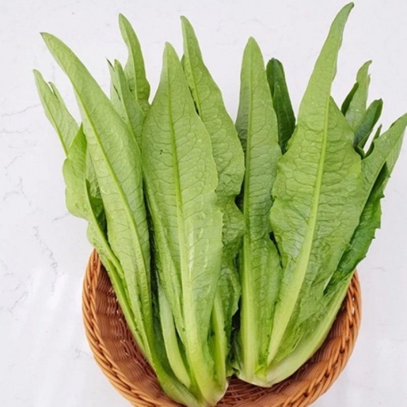 精品油麦菜，货量充足，常年有货。