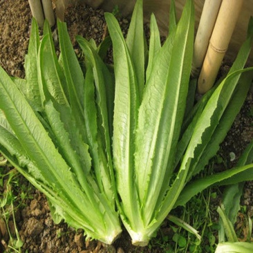 精品油麦菜，货量充足，常年有货。