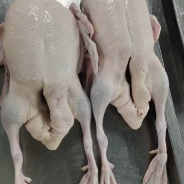 大量有货