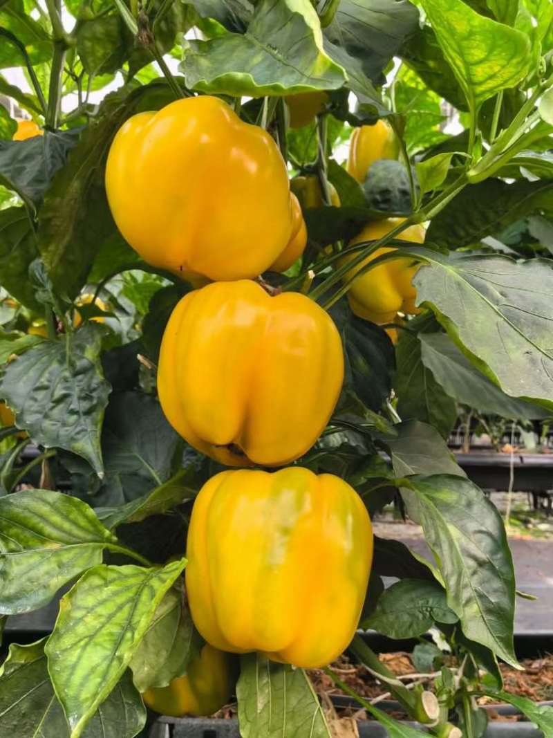 彩椒