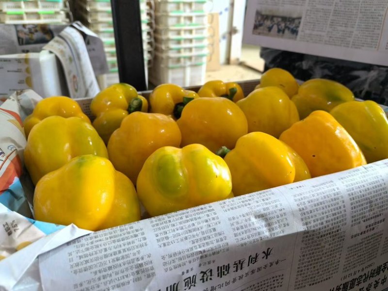 彩椒