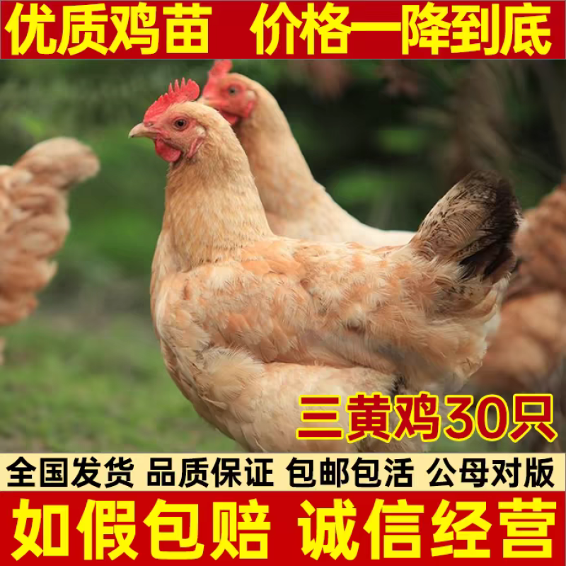 麻鸡苗货到满意后付款信誉商家包防疫包运输满千送百