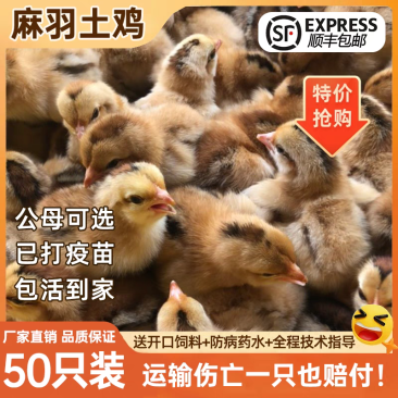麻鸡苗货到满意后付款信誉商家包防疫包运输满千送百