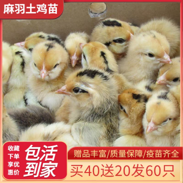 土鸡苗货到满意后付款信誉商家包防疫包运输满千送百