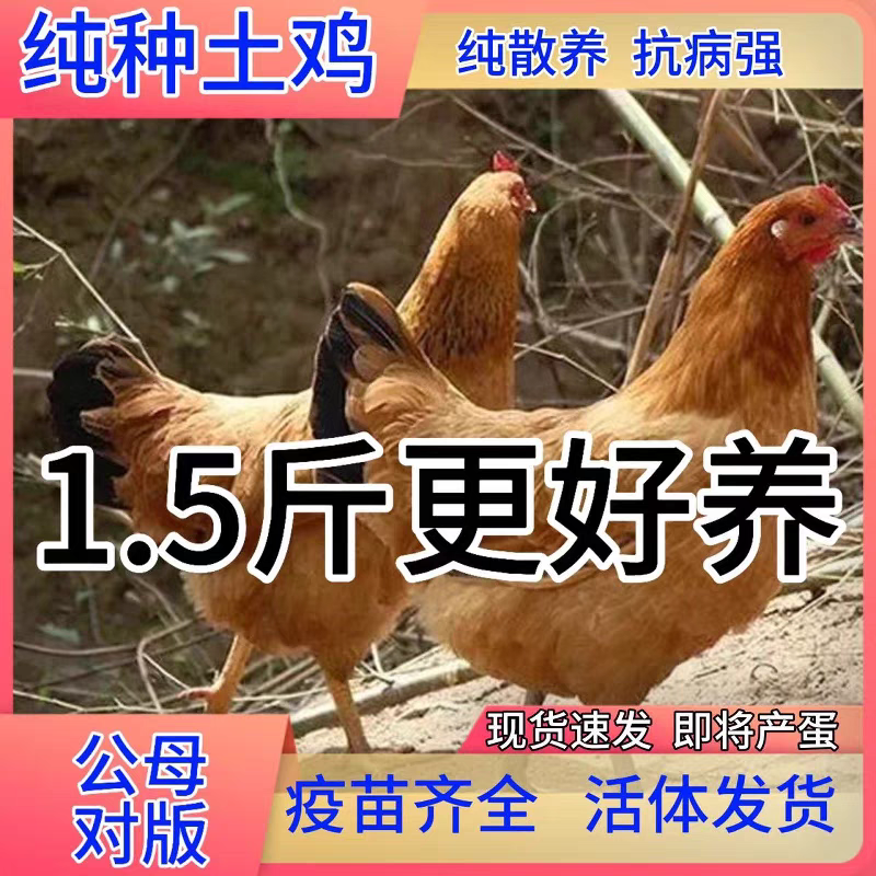 土鸡苗货到满意后付款信誉商家包防疫包运输满千送百