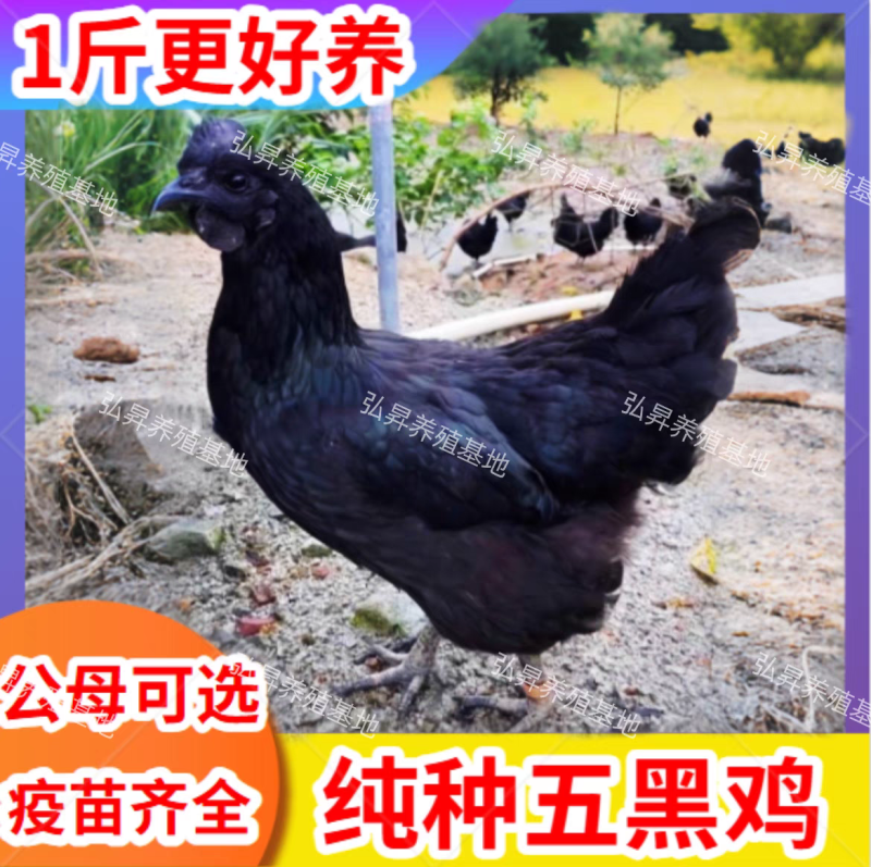 五黑鸡苗货到满意后付款信誉商家包防疫包运输满千送百
