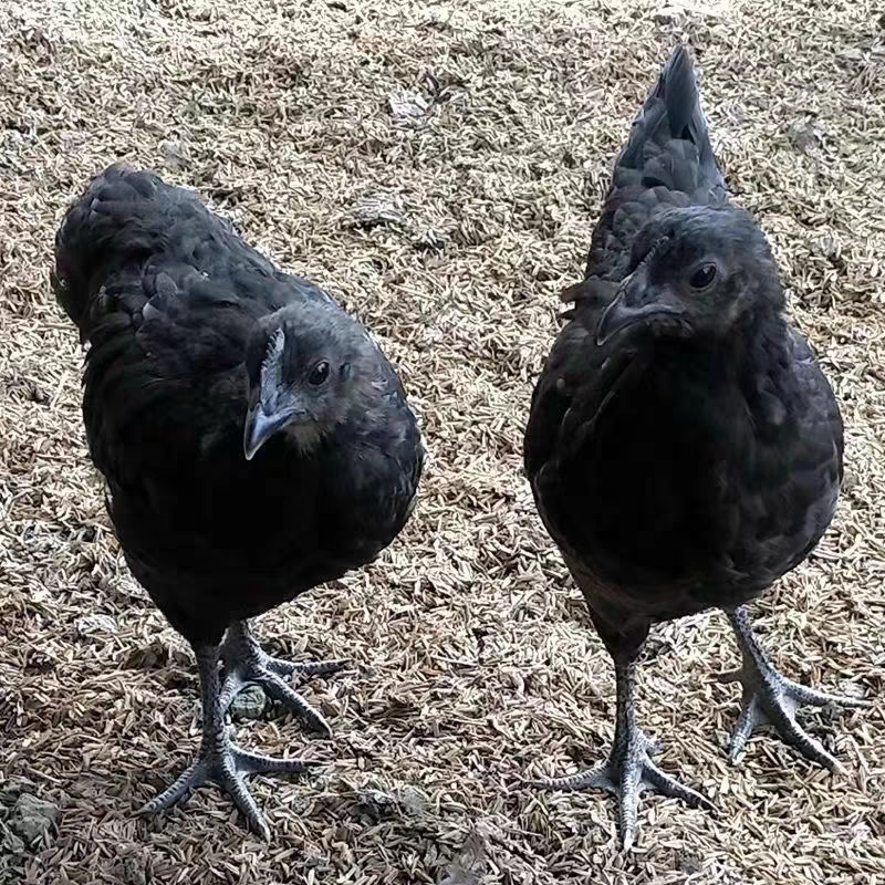 五黑鸡苗货到满意后付款信誉商家包防疫包运输满千送百