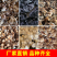 三黄鸡苗货到满意后付款信誉商家包防疫包运输满千送百