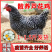 芦花鸡苗货到满意后付款信誉商家包防疫包运输满千送百