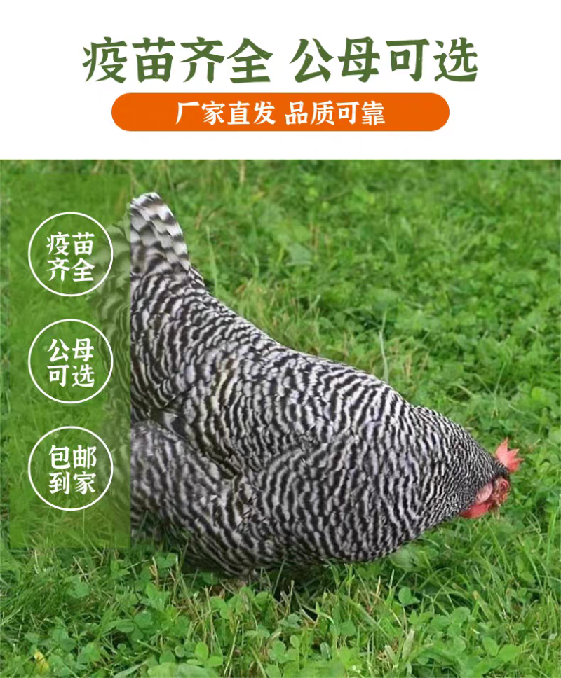 芦花鸡苗货到满意后付款信誉商家包防疫包运输满千送百