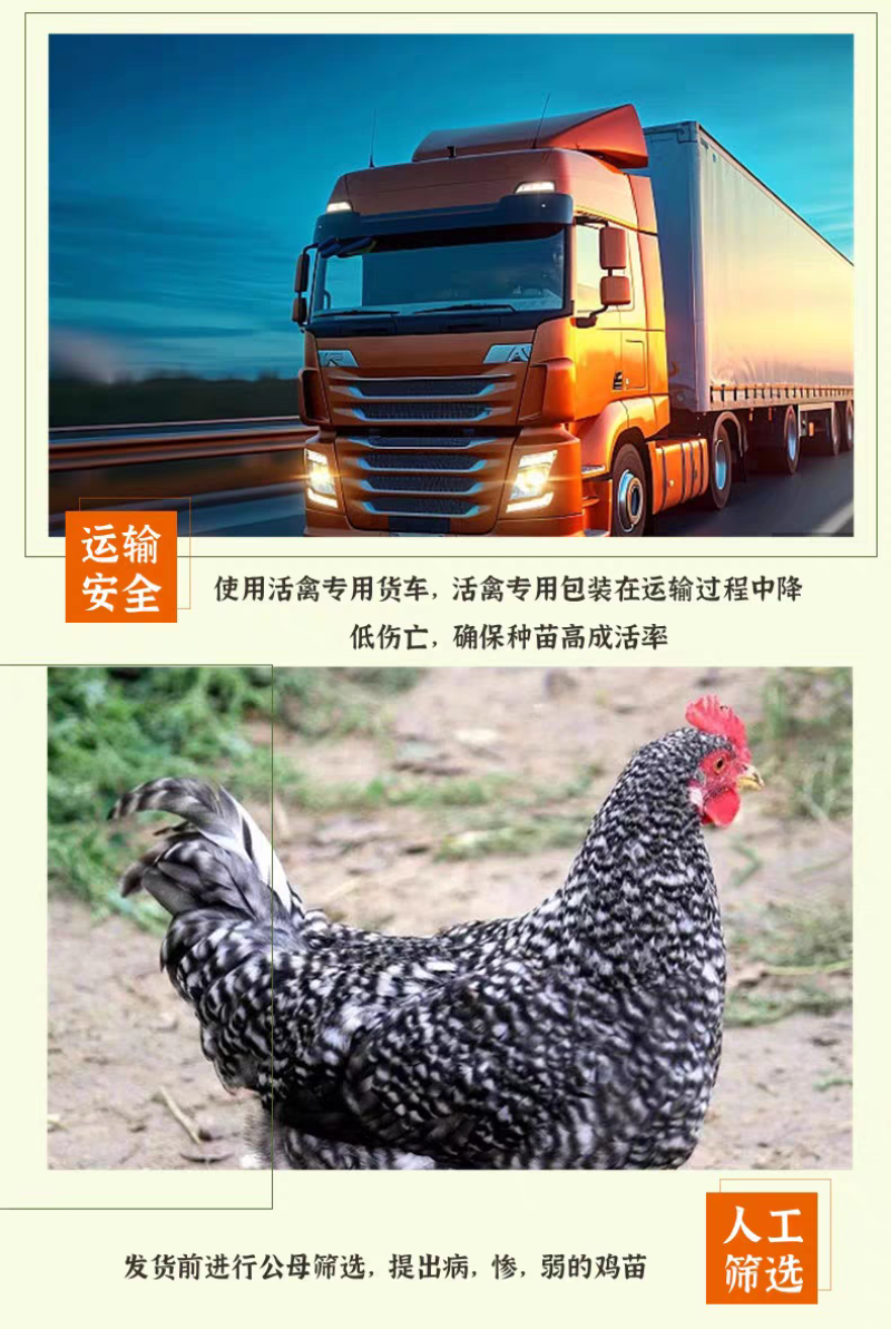 芦花鸡苗货到满意后付款信誉商家包防疫包运输满千送百