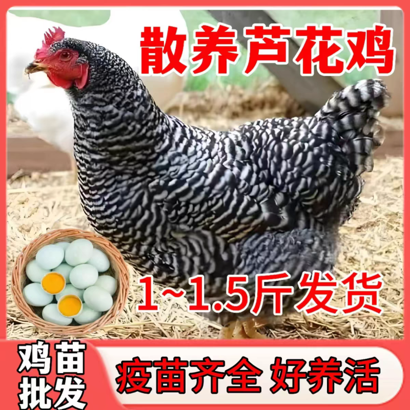 芦花鸡苗货到满意后付款信誉商家包防疫包运输满千送百
