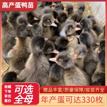 金锭鸭苗货到满意后付款信誉商家包防疫包运输满千送百