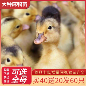 麻鸭苗货到满意后付款信誉商家包防疫包运输满千送百