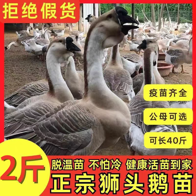 狮头鹅苗货到满意后付款信誉商家包防疫包运输满千送百