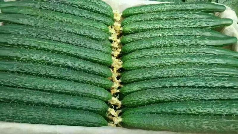 蜜刺黄瓜