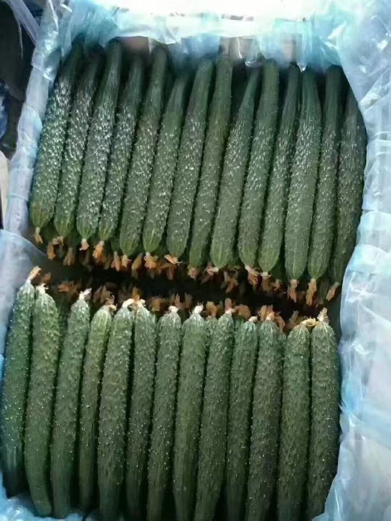 蜜刺黄瓜