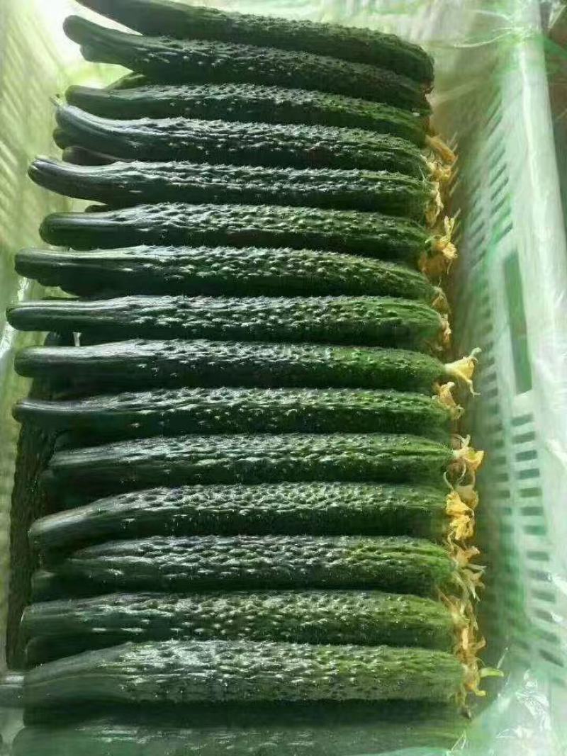 蜜刺黄瓜