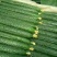 蜜刺黄瓜