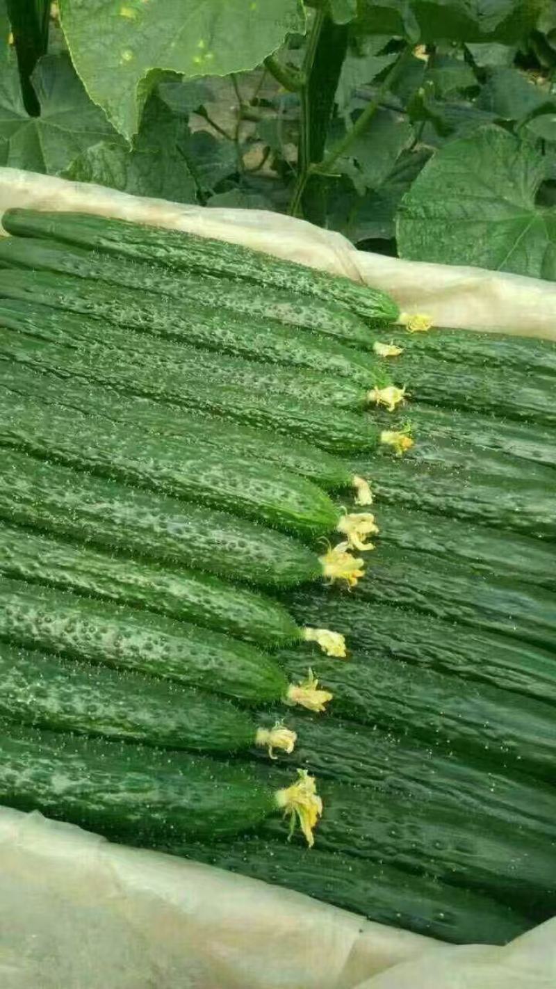 蜜刺黄瓜