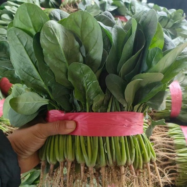 河南内黄精品菠菜