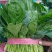 河南内黄精品菠菜