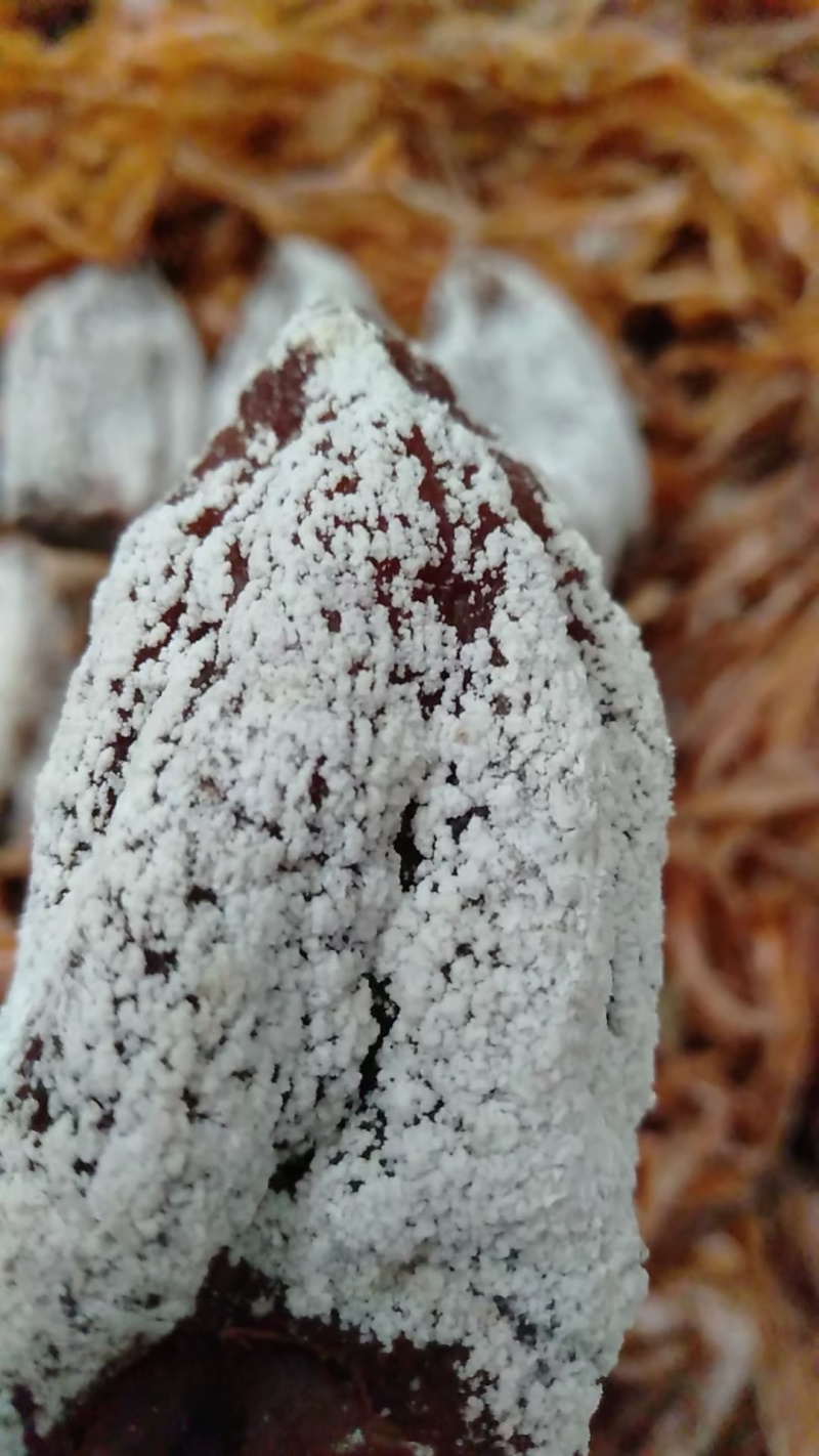 陕西富平柿饼